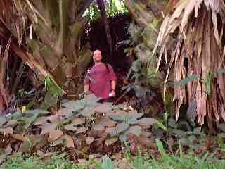 Look carfully at the Palms on either side of me - they are HUGE!